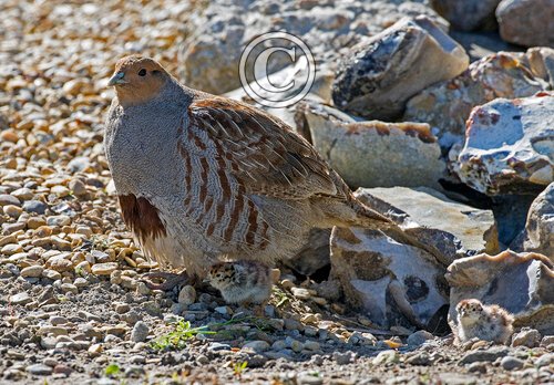 Grey Partridge with two chicks DM1612